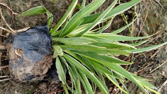 高度20厘米金边吊兰