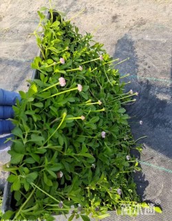 高度5厘米姬岩垂草