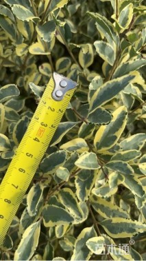 高度130厘米金姬水蜡球