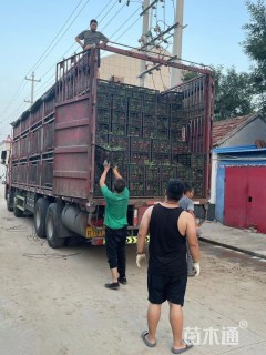 高度10厘米柳叶马鞭草