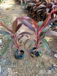 高度30厘米朱蕉