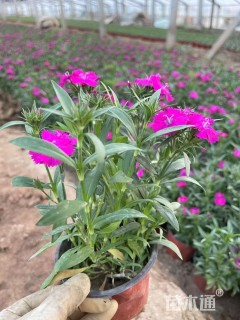 高度15厘米石竹
