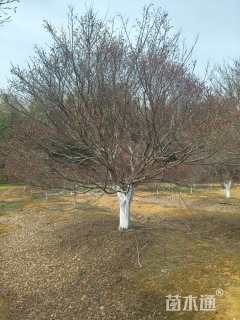 30公分中国红枫