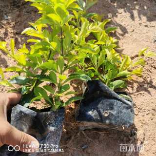 高度20厘米金叶假连翘