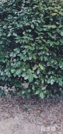 高度350厘米山茶花