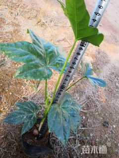 高度60厘米八角金盘小苗