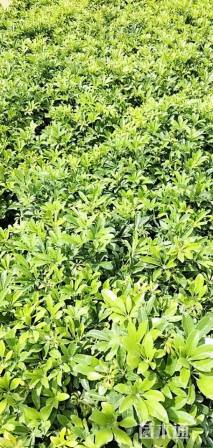 高度30厘米鸭脚木