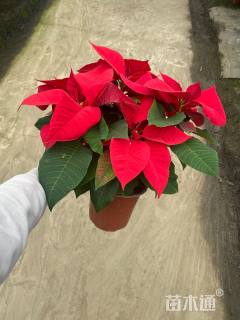 高度25厘米一品红