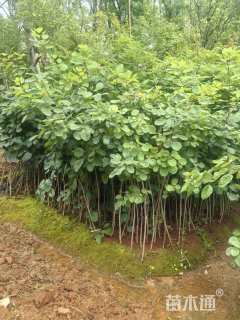 高度120厘米黄栌小苗