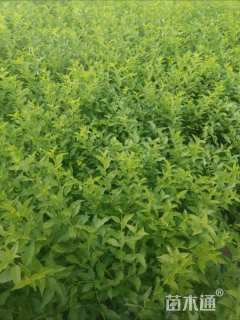 高度60厘米连翘