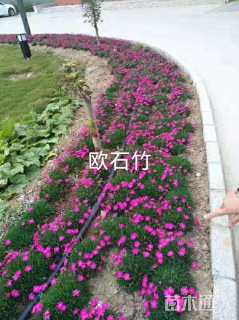 高度20厘米欧石竹