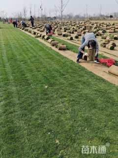 草卷状百慕大草