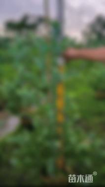 高度130厘米银叶金合欢