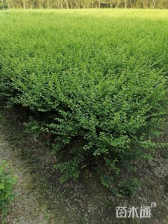 高度40厘米丁香