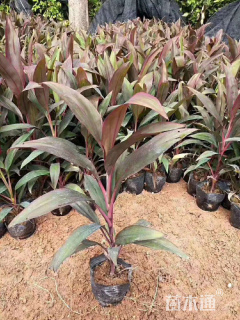 高度25厘米朱蕉