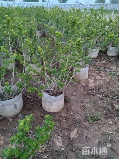 高度80厘米木绣球