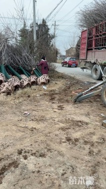 12公分美国红枫