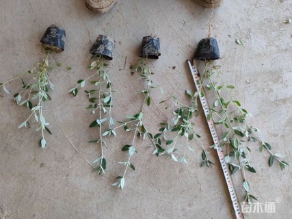 高度30厘米灌从石蚕