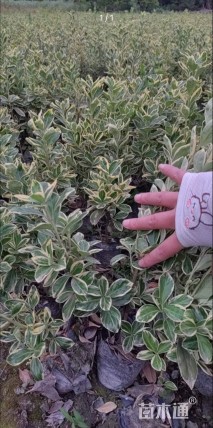 高度30厘米金边黄杨小苗