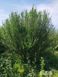 200厘米木槿