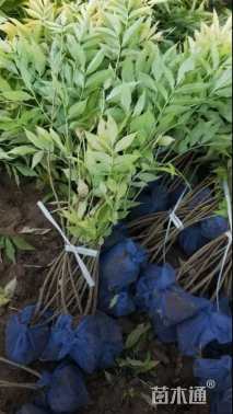 高度120厘米金叶接骨木