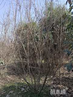 高度300厘米丛生黄栌