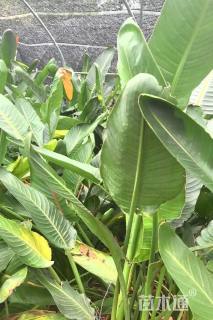 高度80厘米鹤望兰