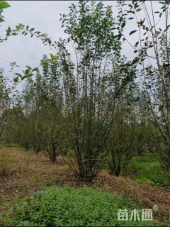 18公分绚丽海棠