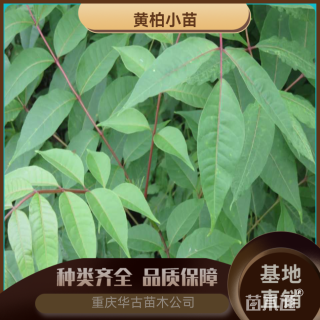 高度60厘米黄柏小苗