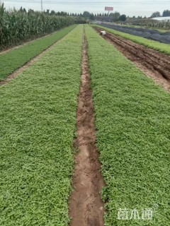 高度10厘米千屈菜