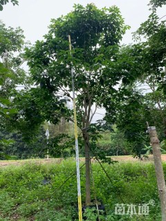 紫花风玲