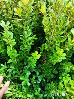 高度25厘米豆瓣黄杨