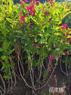 高度40厘米红王子锦带