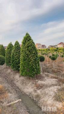 高度180厘米金森女贞