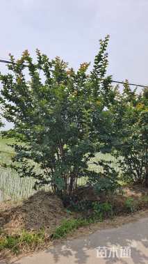 高度200厘米丛生紫薇