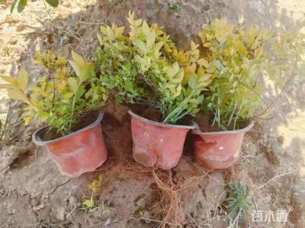 高度20厘米金山绣线菊