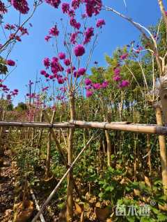 5公分紫花风铃木