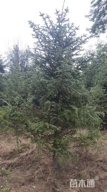 高度200厘米云杉