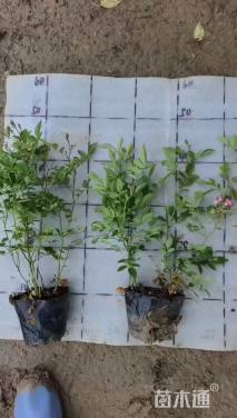 高度30厘米丰花月季