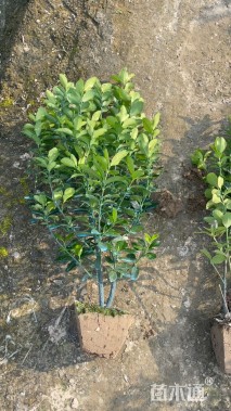 高度50厘米大叶黄杨