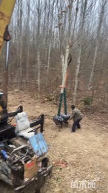 原生苗速生法桐