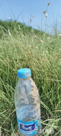 A-精品野牛草