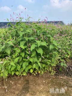 高度50厘米红蓼