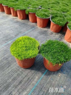 高度10厘米漆姑草