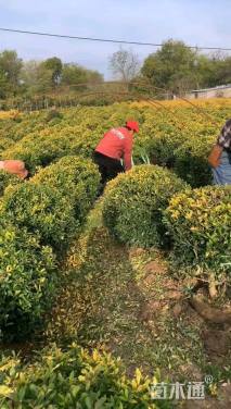 高度80厘米黄金枸骨球