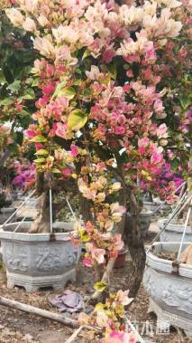 高度320厘米三角梅