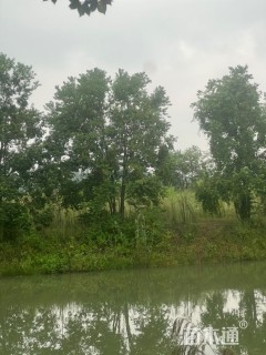 70公分(5杆)丛生乌桕