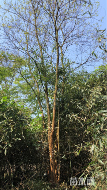 15公分丛生乌桕