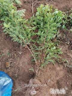 高度50厘米黄刺玫