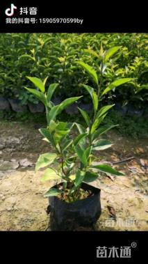 高度20厘米鸳鸯茉莉